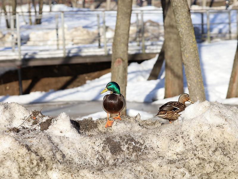 Изображение для Принятие как путь к внутреннему покою и гармонии
