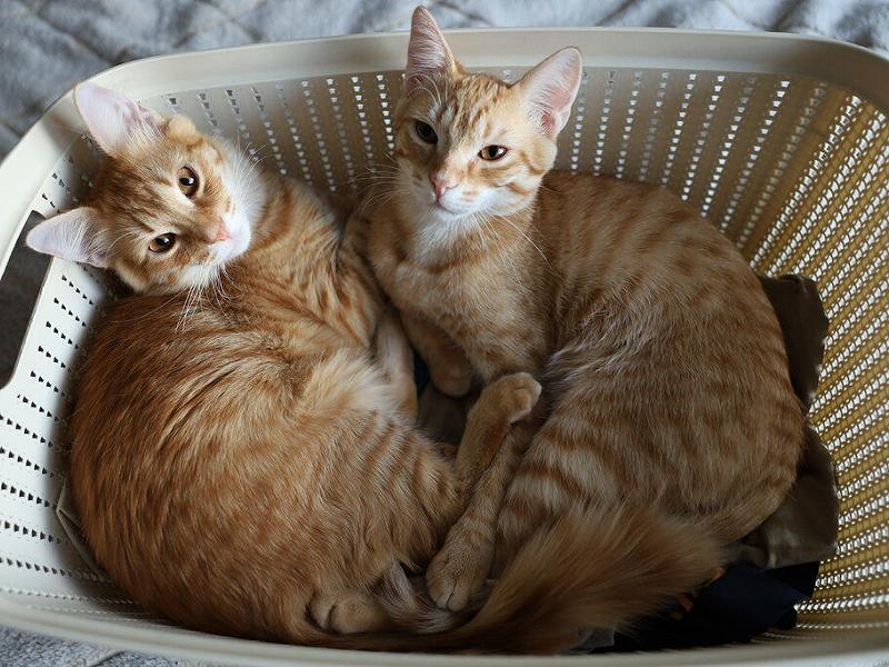 Изображение для Как удовлетворить потребность во внимании и признании: теория транзактного анализа Эрика Берна