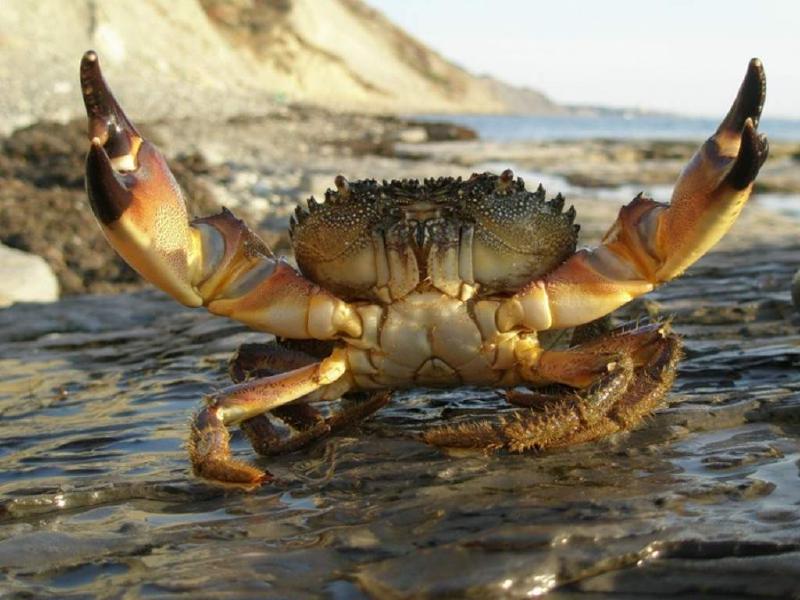 Типичный «краб»: «Что вы от меня хотите, у меня ̶л̶а̶п̶к̶и̶ клешни»